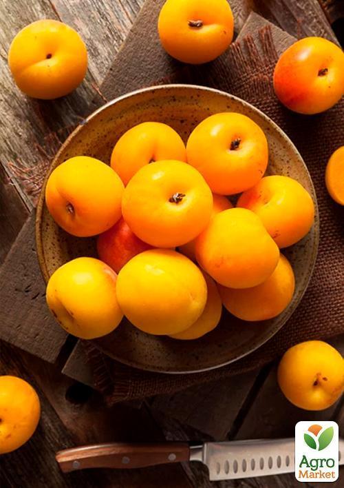 Слива "Памяти Вавилова" (осенний сорт, поздний срок созревания) - фото 4