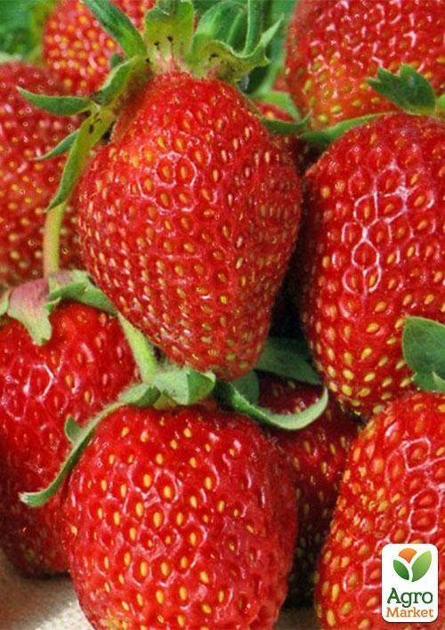 Клубника "Шарлота" (ремонтантный сорт)  - фото 7