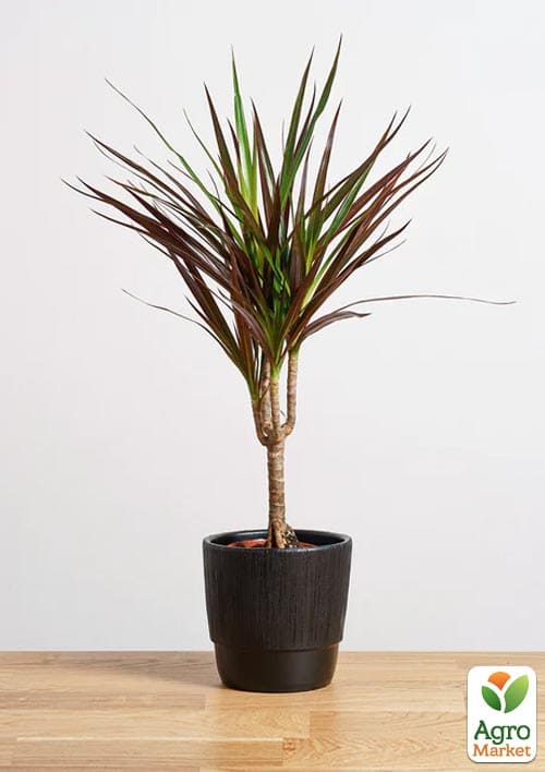 Драцена "Magenta" высота 45-65см - фото 5