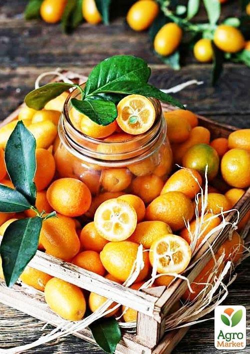 Кумкват "Хиндши"