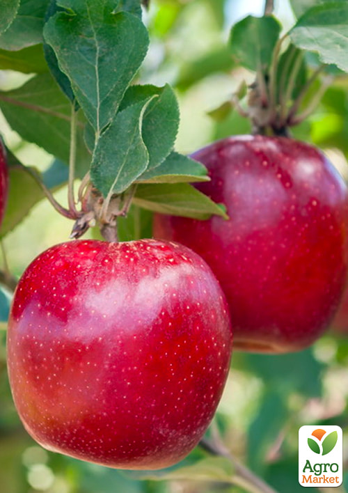 Яблоня "Дискавери" (летний сорт, ранний срок созревания)