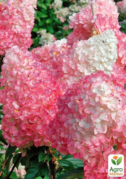 Гортензія 3-х річна волотиста "Pink Diamond" - фото 3