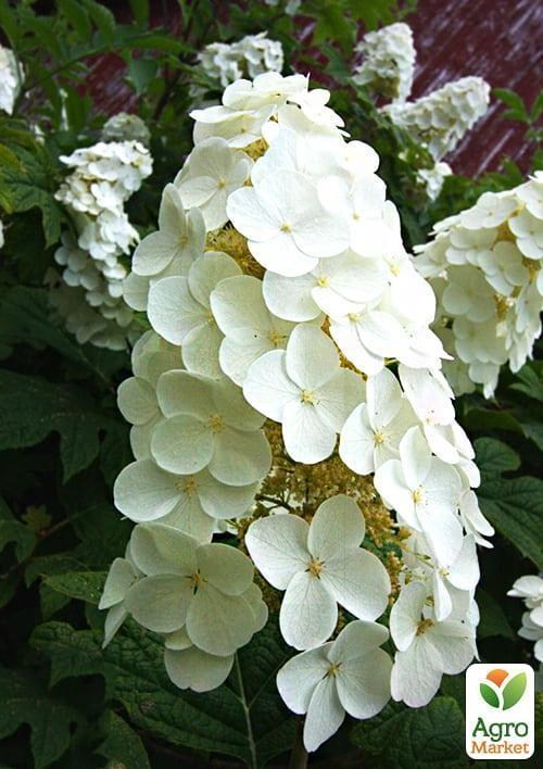 Гортензия дуболистная "Quercifolia"