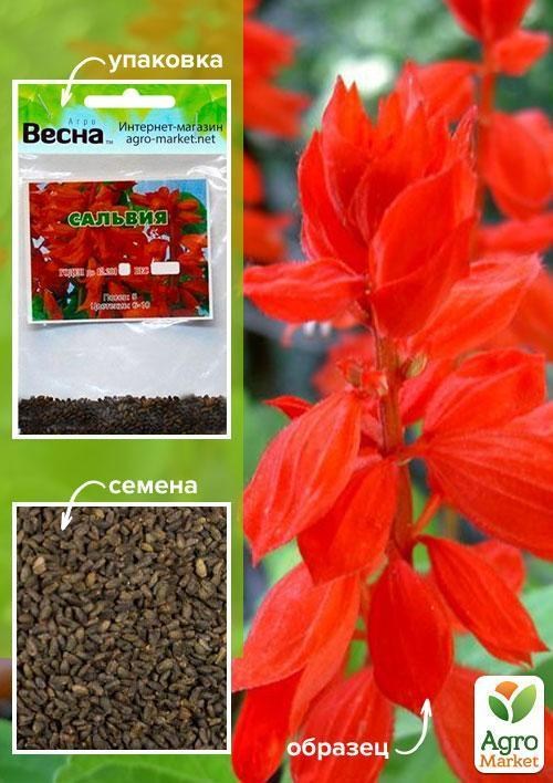 Сальвия блестящая красная (Зипер) ТМ "Весна" 0.3г