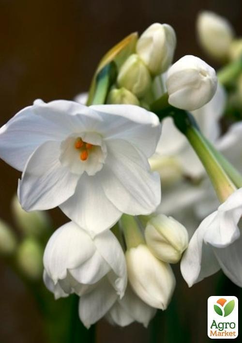 Нарцис "Ziva" (розмір 13/15, дуже великий) 3шт в упаковці