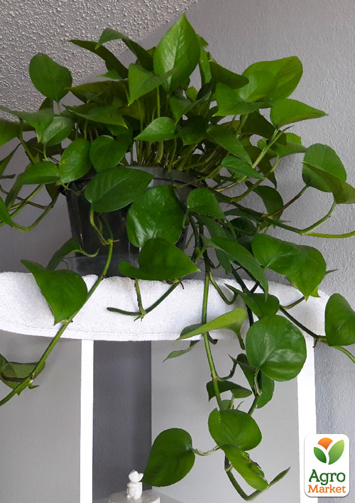 Епіпремнум нефритовий "Jade" (Epipremnum Jade)