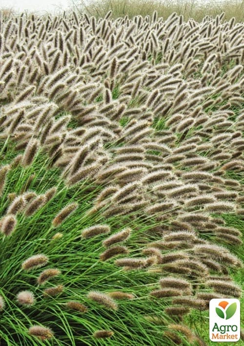 Пеннисетум лисохвостый "Lady U" вазон С2 - фото 4