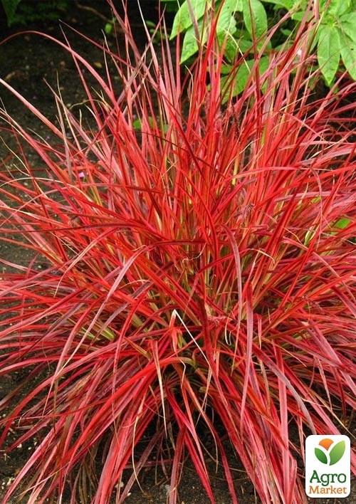 Унциния "Рубра Эверфлейм" (Uncinia Rubra Everflame)