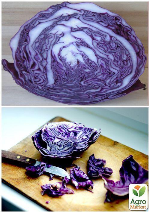 На развес Капуста краснокочанная "Лангедейкер" ТМ "Весна" цена за 2г - фото 5