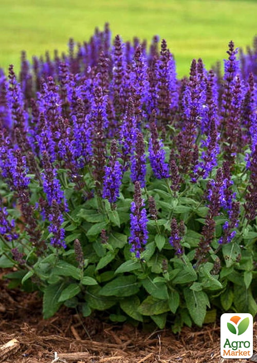 Шалфей Дубравный "Caradonna" С2