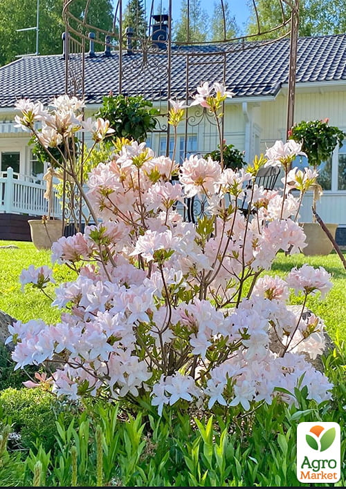 Рододендрон кімнатний "White" - фото 5