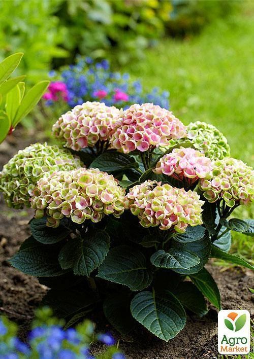 Эксклюзив! Гортензия Magical® `Revolution Pink` - фото 4