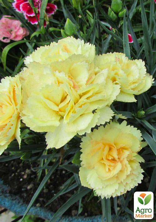 Гвоздика Махровая "Sunflor Citroen" (контейнер № 10, высота 10 см)