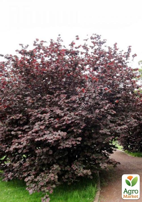 Ліщина штамбова червонолиста "Purpurea" С5 - фото 4
