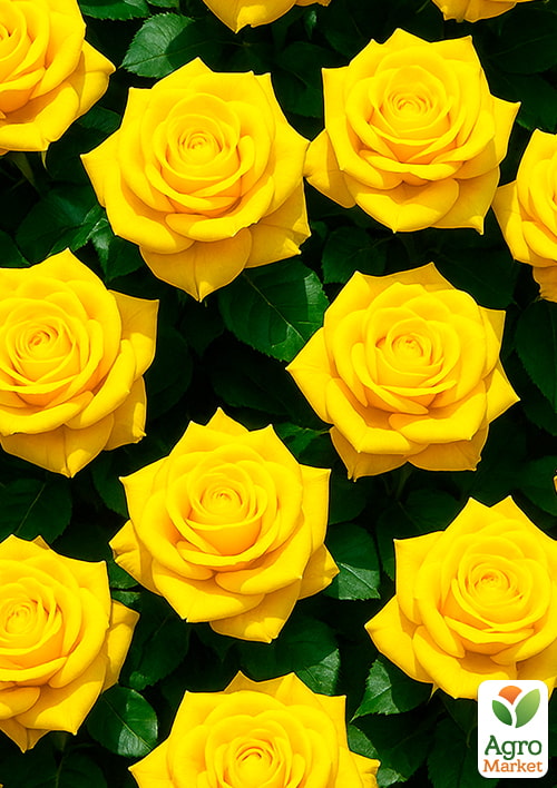 Роза чайно-гибридная "Желтый остров" (саженец класса АА+) высший сорт - фото 4