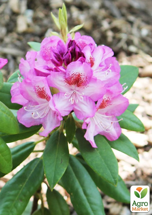 Рододендрон гібридний вічнозелений "Казимир Одновічел" (Kazimierz Odnowiciel) - фото 5