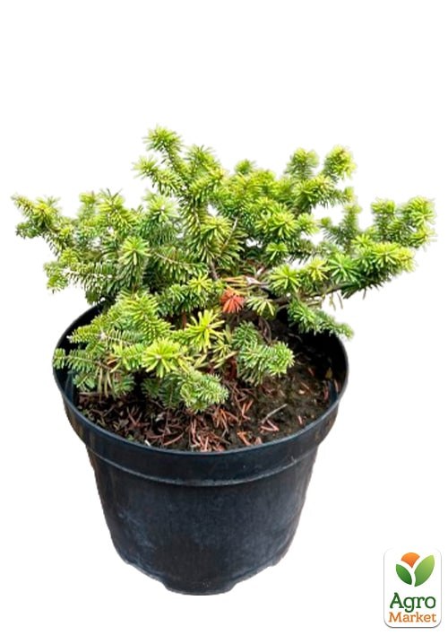 Ялиця бальзамічна "Nana" С5, діаметр 20-25 см - фото 4