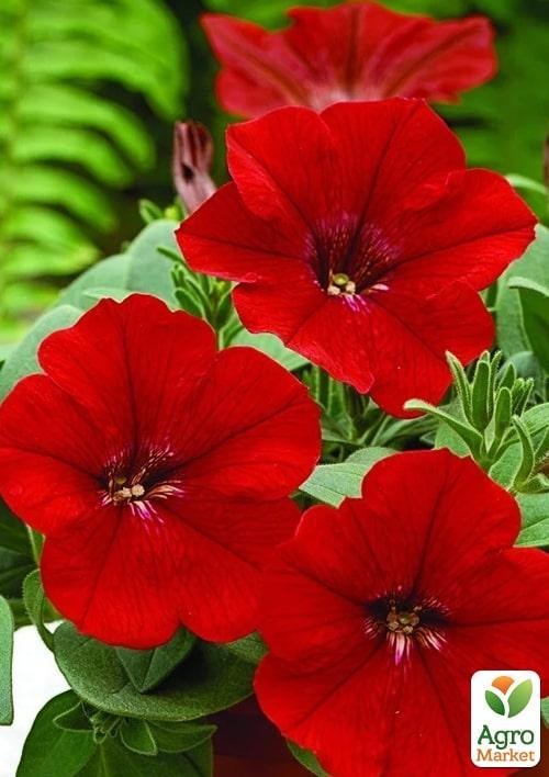 Петуния "Storm Red" (контейнер №10, высота 10-15см)