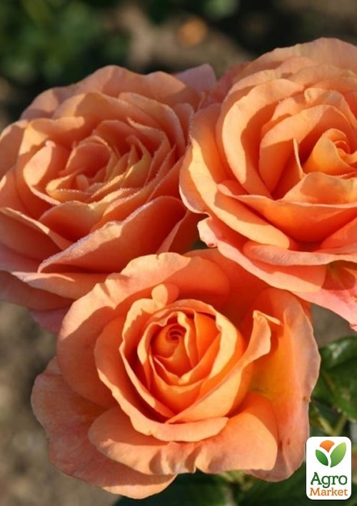 Роза в контейнере флорибунда "Bengali" (саженец класса АА+) - фото 4