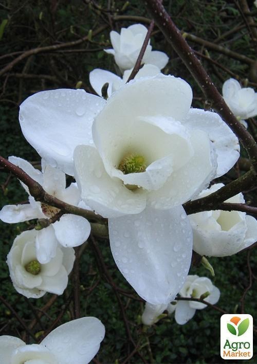 Магнолія оголена "Denudata" (вік саджанця 2,5 року)