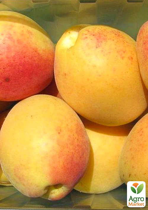 Абрикос "Лимонка" (літній сорт, ранній термін дозрівання)