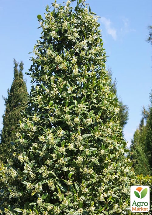 Падуб гостролистий (Ilex aquifolium) вазон Р9
