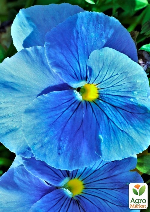 Віола Віттрока "Барон Небесно-блакитний" ТМ "Vesna Exclusive" 5шт - фото 2