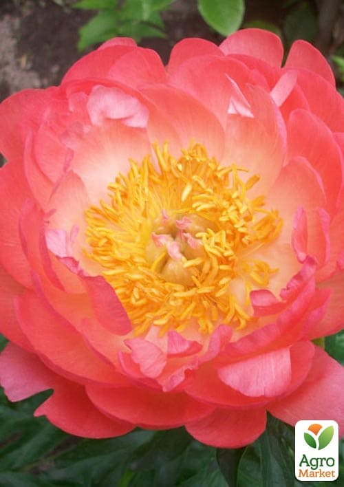 Пион травянистый "Coral Supreme"  - фото 2