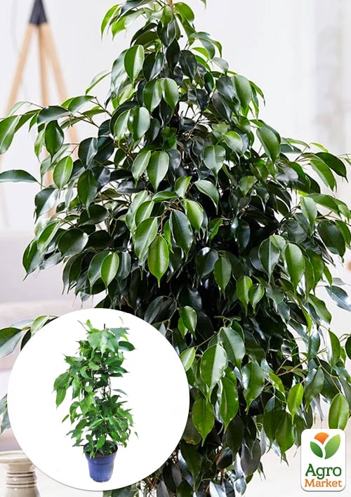 LMTD Фикус Бенджамина "Danita" (высота 50-70см)