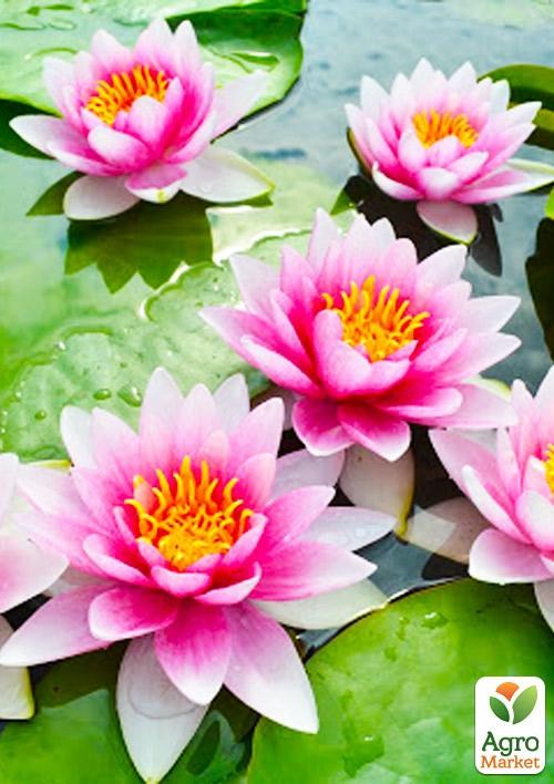 Нимфея "Розинимфе" (Rosennimphe)