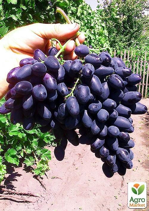 Виноград "Памяти Негруля" (средне-поздний срок созревания, морозостойкость до -25⁰С)
