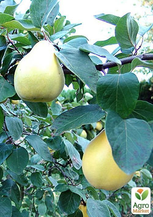 Айва грушоподібна "Великоплідна" (осінній сорт, середній термін дозрівання) - фото 4