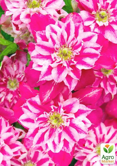 Клематис 3-х летний "My Darling" С2 - фото 5