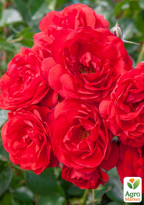 Роза почвопокровная "Скарлет" в контейнере, высший сорт - фото 6