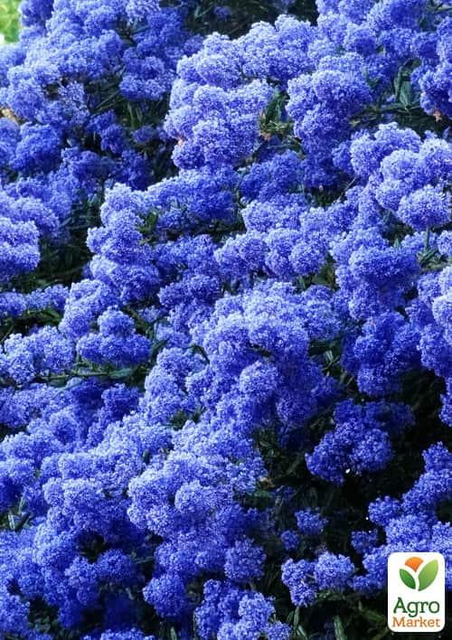 Цеанотус (червонокоріннік) контейнер Р9 1 саджанець в упаковці