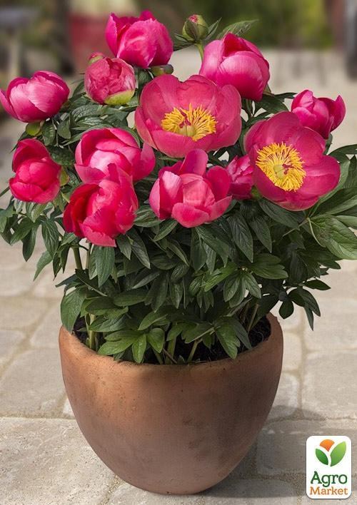 Півонія трав'яниста низькоросла "Oslo" 1шт в упаковці