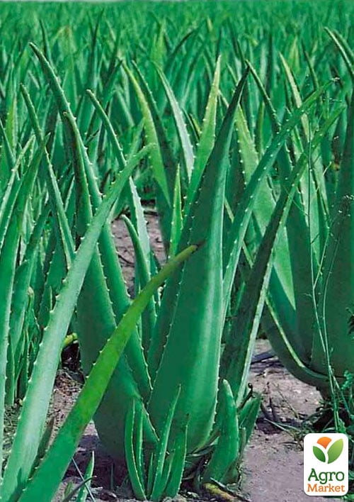 Суккулент "Aloe Vera" (Нидерланды) - фото 6