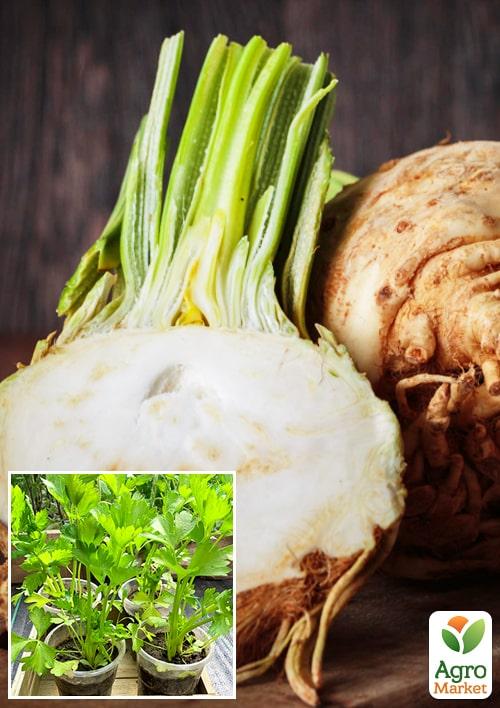 Рассада Сельдерей «Корневой» (фермерское взращивание), 1шт в упаковке