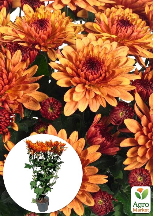 Хризантема корейська "Chrystal Bronze"