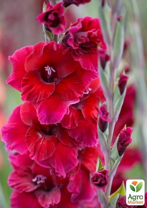 Гладіолус "Plumart" 3шт