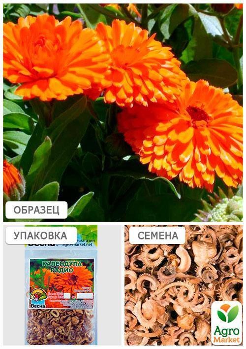 Календула "Радио" (Зипер) ТМ "Весна" 2г - фото 4