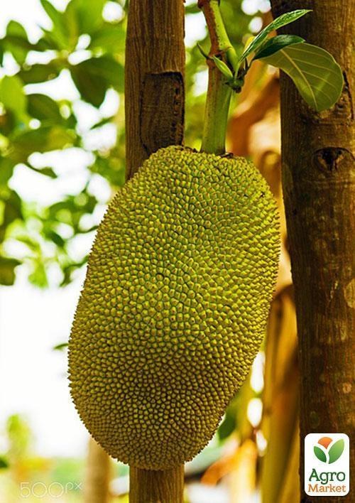 Джекфрут "Незвичайний" ТМ "Vesna Exclusive" 10шт - фото 6