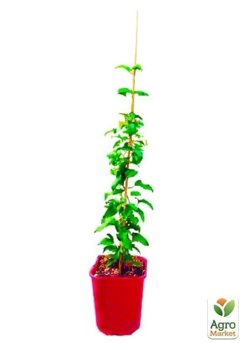 Клематис 3-х річний "Niobe" С2 - фото 2