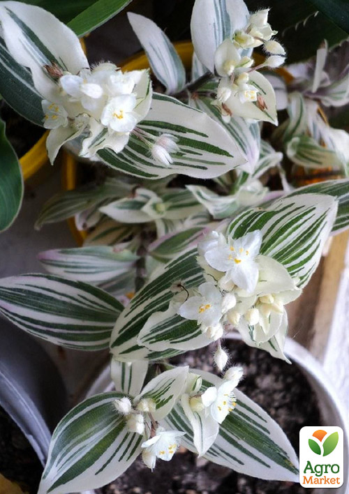 Традесканция ампельная "White Royal"  