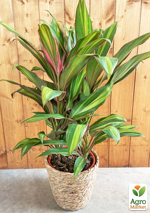 LMTD Кордилина "Lime" (высота 35-45см) - фото 5