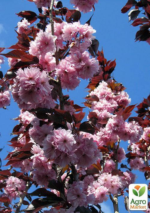 Сакура краснолистная "Роял Бургунди" (Royal Вurgundy) высота 100см - фото 4