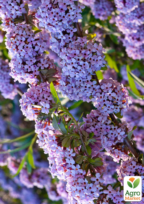 Буддлея "Alternifolia" - фото 5