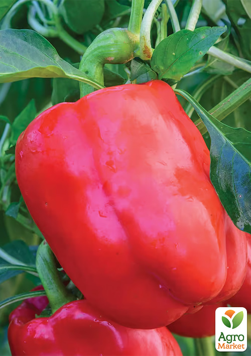 Перец "Сладкий Гигант F1" ТМ "GSN Semences" 1000шт