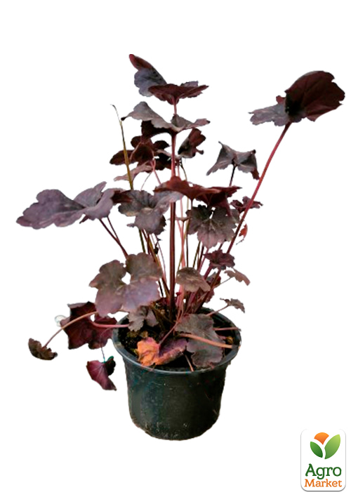 Гейхера (Heuchera) "Midnight Rose"  - фото 5