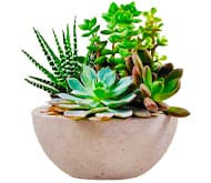 Суккуленты